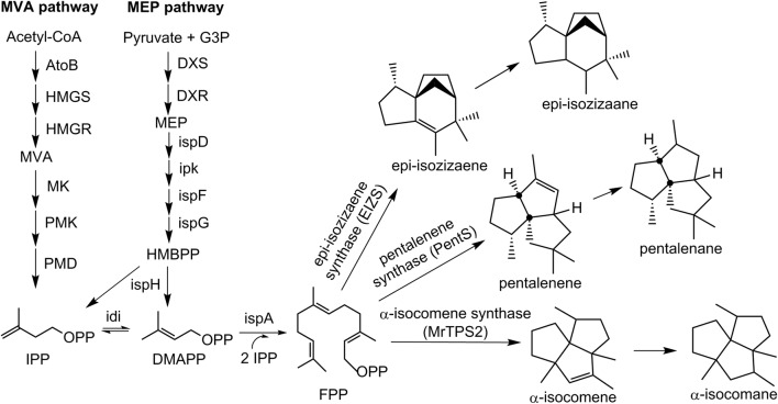 Fig. 1