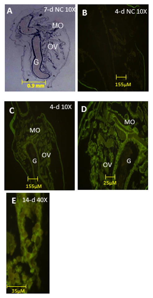 Fig. 4