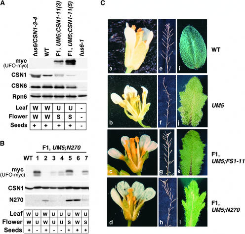 Figure 6.