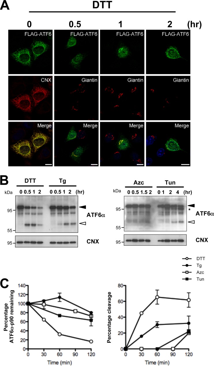 FIG 1