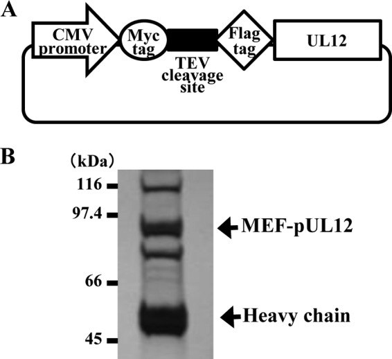 FIG 2