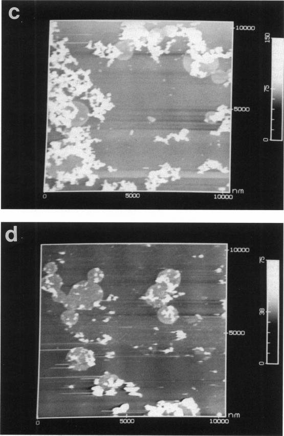 FIGURE 1(c,d)