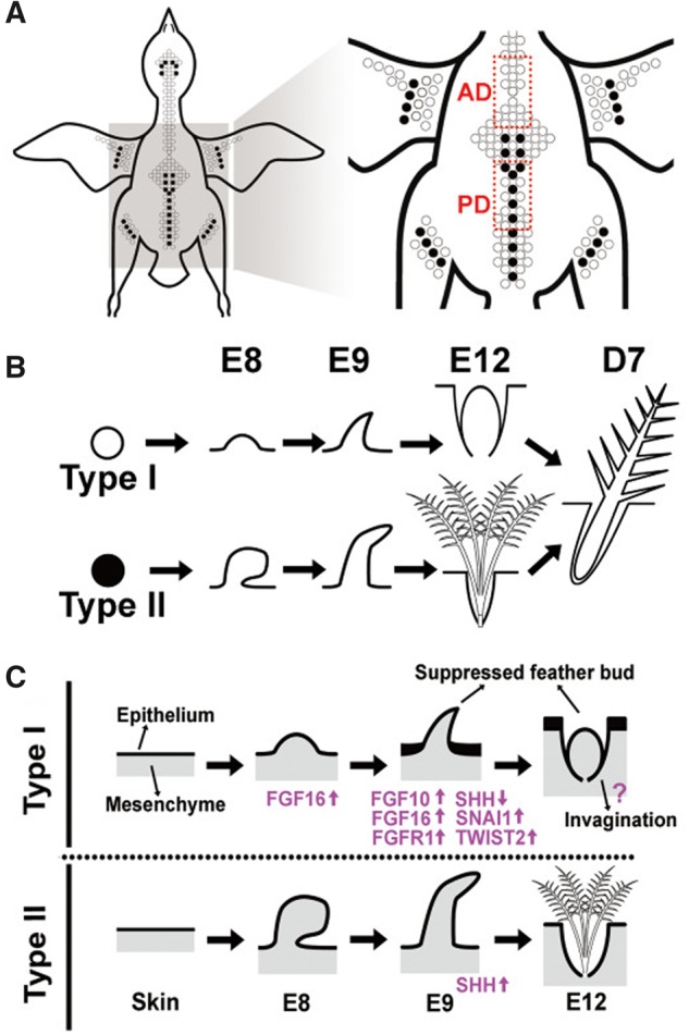 Fig. 5.