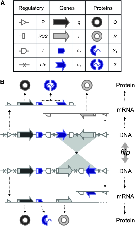 Figure 1.—