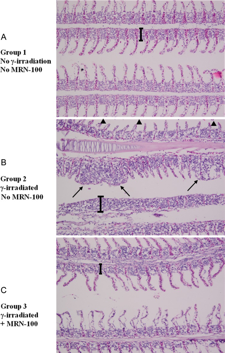 Fig. 8.