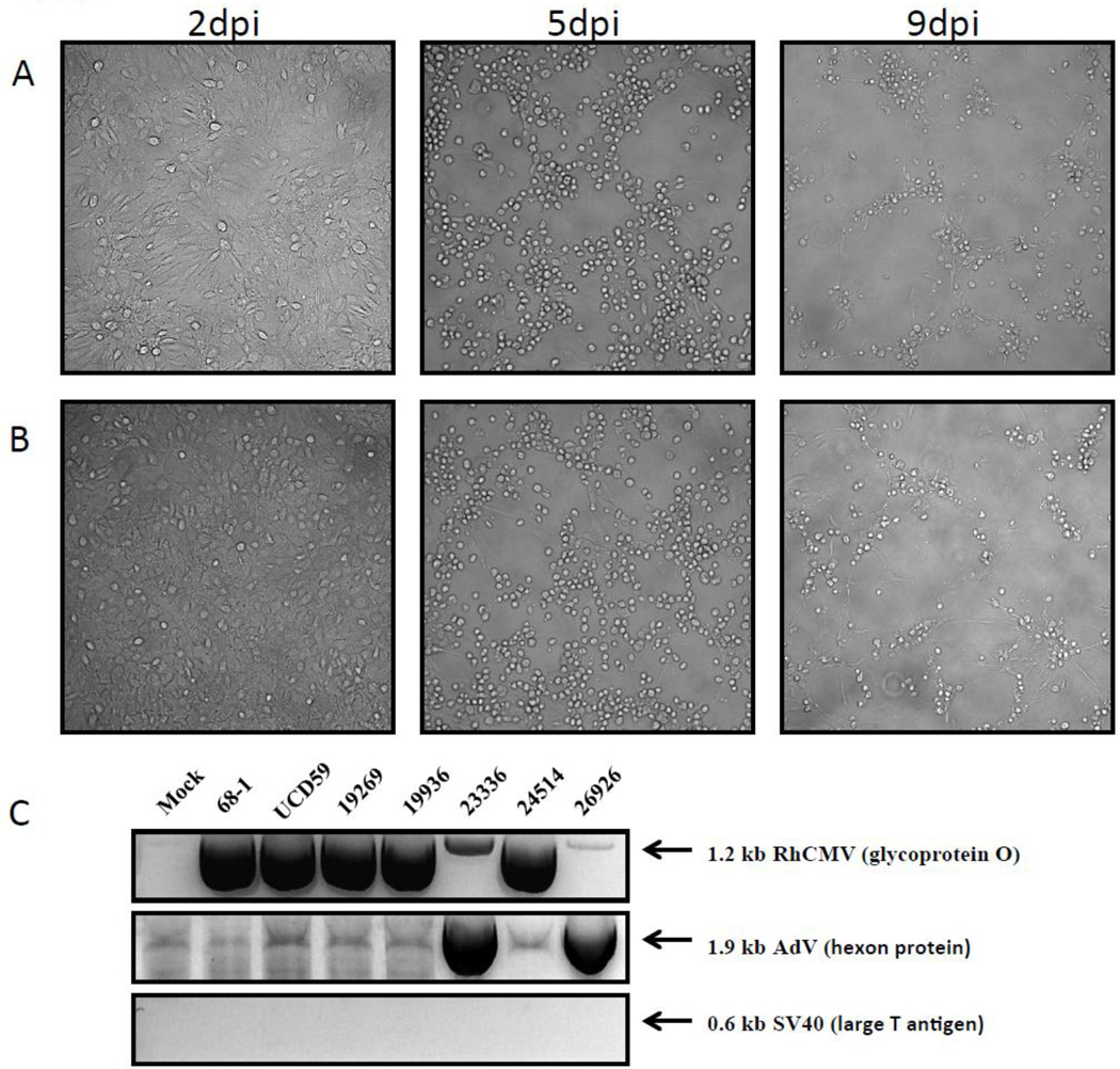 Fig.1