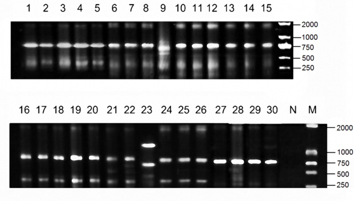 FIGURE 2