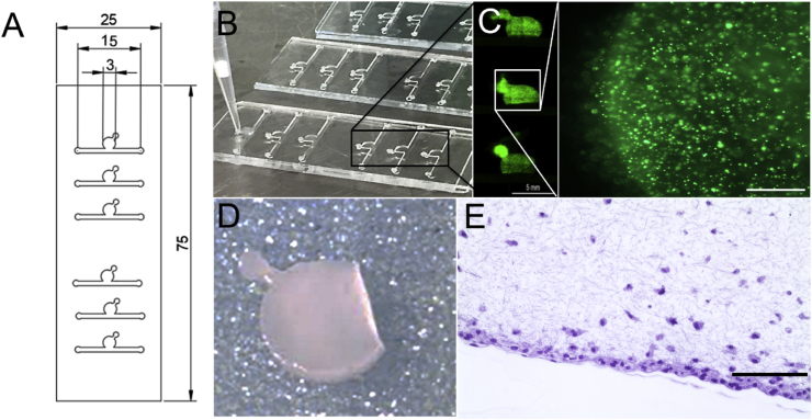 Fig. 1