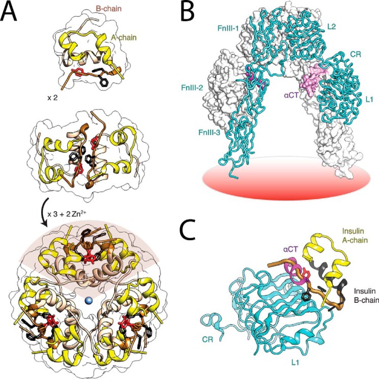 FIGURE 1.