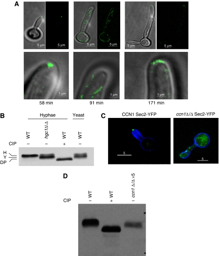 Figure 6