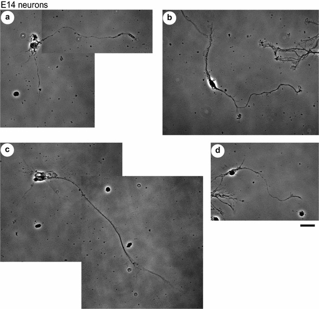 Fig. 2