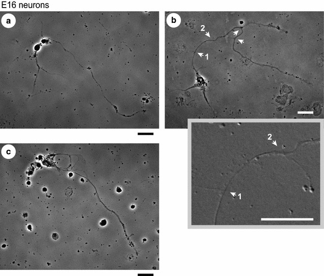 Fig. 3