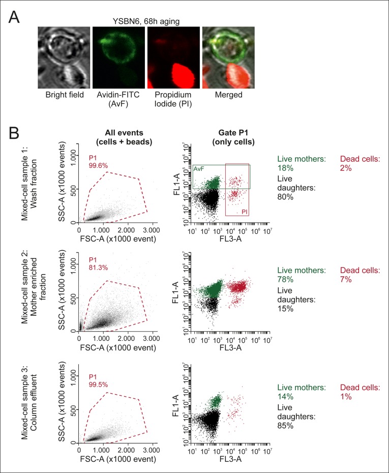 Figure 1—figure supplement 5.