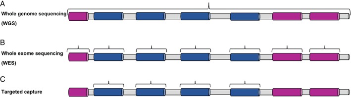 PATH-4809-FIG-0002-c