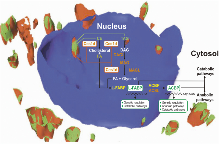 Figure 6