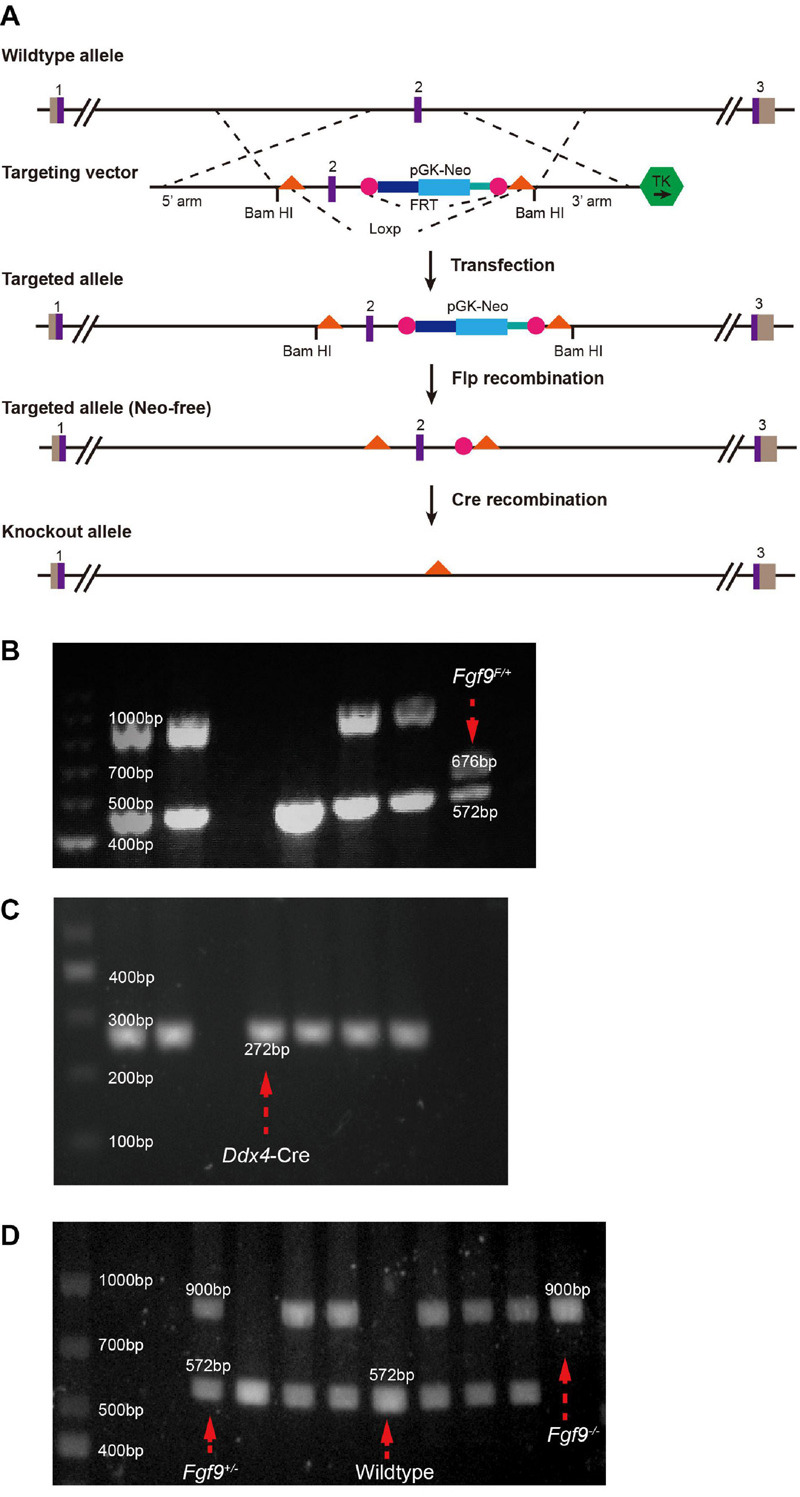 FIGURE 1