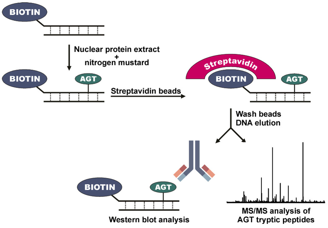 Scheme 3