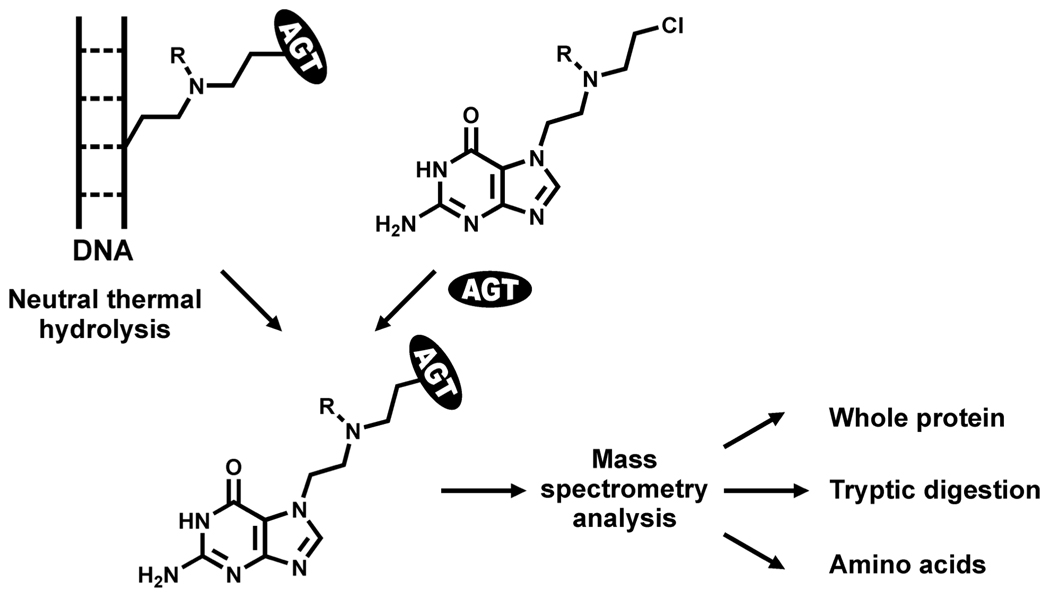 Scheme 2