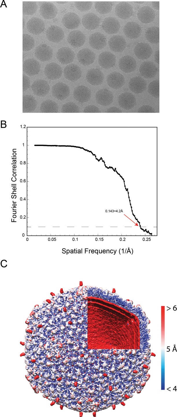 Figure 1—figure supplement 1.