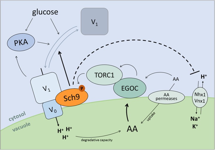 Fig 8