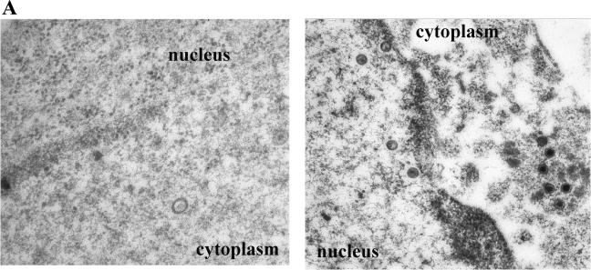 FIG.6.