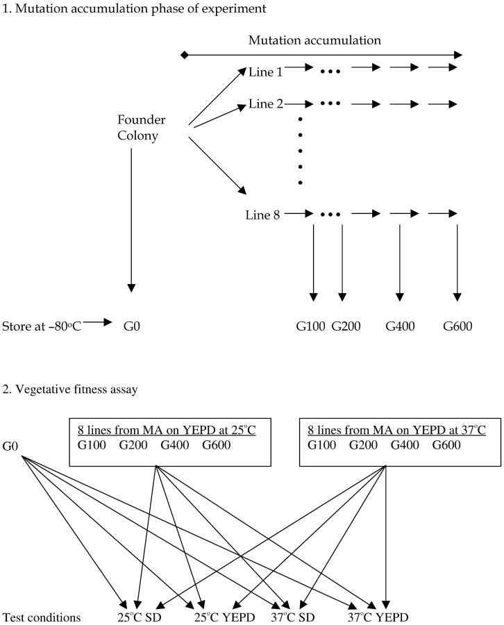 Figure 1.—