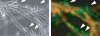Fig 7