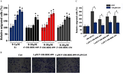 Figure 6A is a bar graph plotting the percentage of relative migrated cells (y-axis) across concentrations of E2 in 0 to 1 micromolar, and 4 prime OH BDE 049, 5 prime OH BDE 099, and 3 prime OH BDE 154 (x-axis), all measured in 0 to 10 micromolar. Figure 6B presents micrographs of the Boyden chamber assay for the control group, 1 micromolar 5 prime OH BDE 099 and 1 micromolar 5 prime OH BDE 099 plus 10 micromolar G15. Figure 6C is a bar graph plotting the percentage of relative migrated cells (y-axis) across control group, 100 nanomolar E2, 1 micromolar 4 prime OH BDE 049, 1 micromolar 5 prime OH BDE 099, and 1 micromolar 3 prime OH BDE 154 (x-axis) in the presence of 10 micromolar G15 and in the absence of G15.