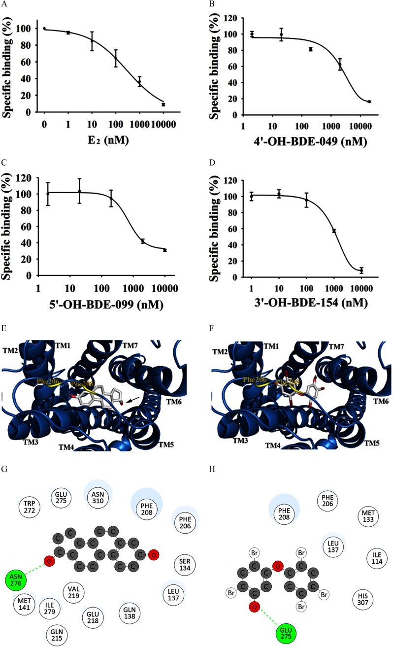 Figures 2A, 2B, 2C, and 2D are line graphs plotting the percentage of specific binding affinities of compounds (y-axis) across E sub 2, 4 prime OH BDE 049, 5 prime OH BDE 099, and 3 prime OH BDE 154 (x-axis), respectively, all measured in nanomolar. Figures 2E and 2F are ribbon structures of GPER and sticks structures of compounds. Figures 2G and 2H are compound structures showing chemical bonds.