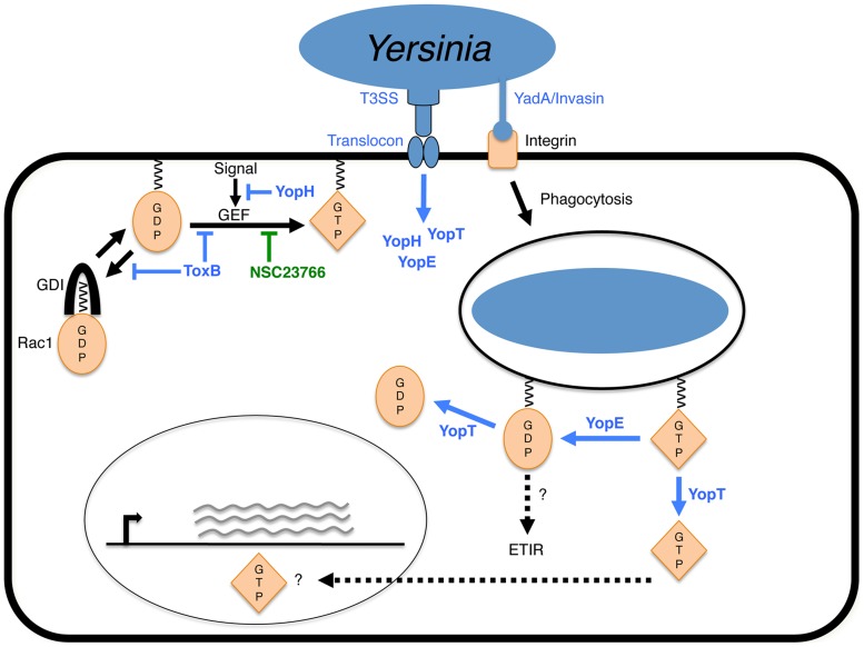 Figure 10