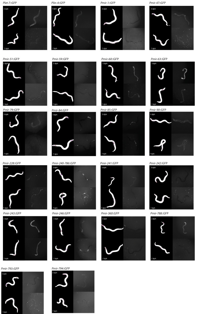 Figure 1—figure supplement 1.