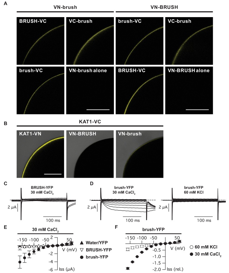 Figure 3—figure supplement 2.