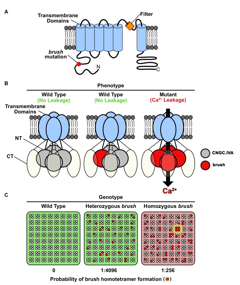 Figure 4.