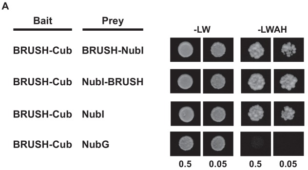 Figure 3—figure supplement 1.