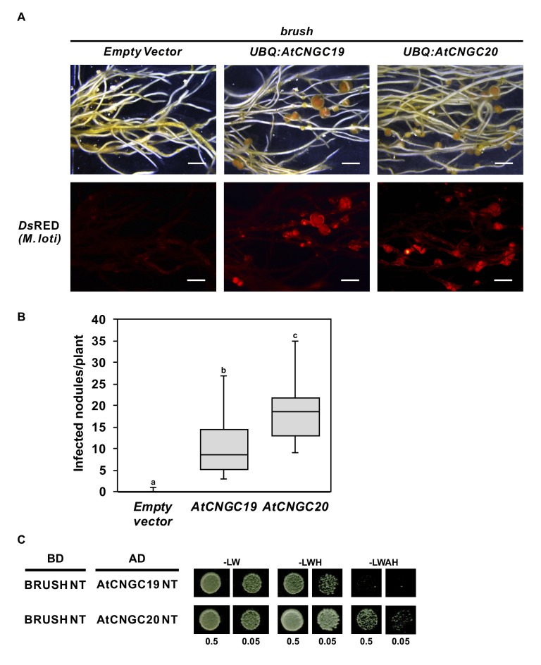 Figure 2—figure supplement 4.