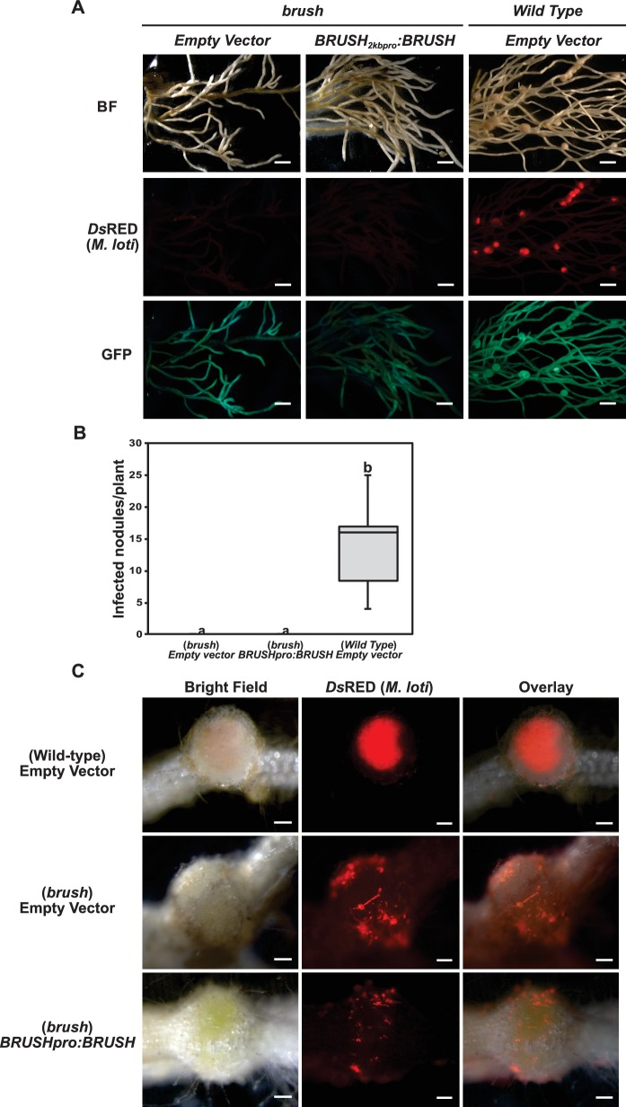 Figure 2—figure supplement 1.