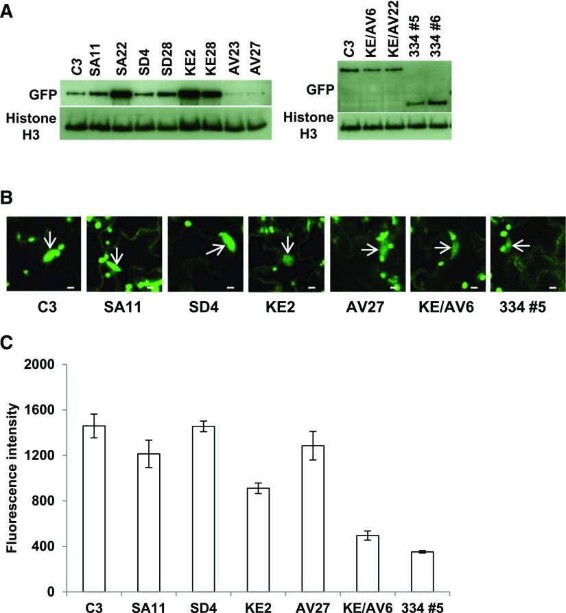 Figure 3.