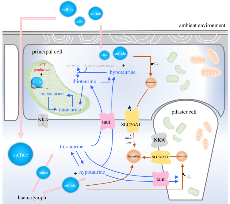 Figure 4. 