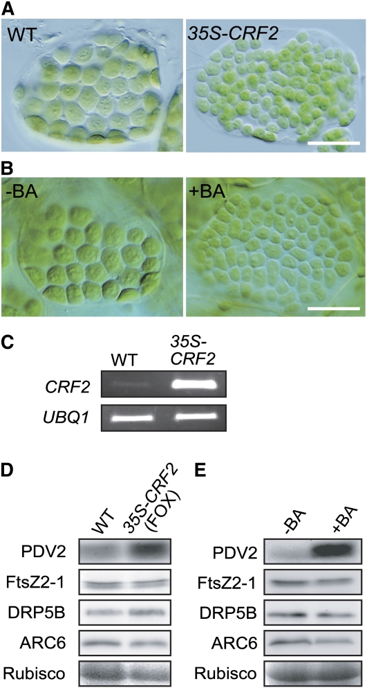 Figure 5.