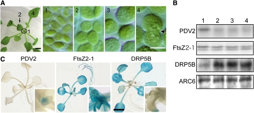 Figure 2.