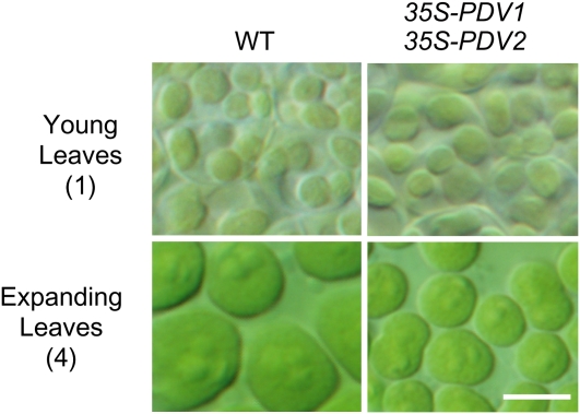 Figure 4.