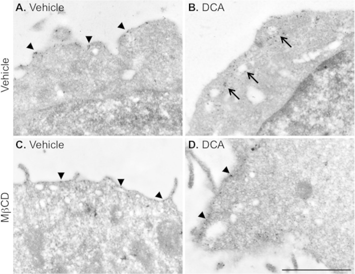 FIGURE 12.