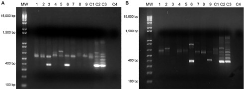 Nested polymerase chain reaction (PCR) results, with specific Paracoccidioides brasiliensis ITS primers, of DNA extracted from soil samples of: (A) Seropédica, and (B) Nova Iguaçu municipalities. MW: 1 kb plus DNA Ladder (Invitrogen); Lanes 1 to 9: soil samples from each site; C1: negative soil control (beach sand); C2: positive soil control; C3: Pb18 strain; C4: negative internal control.