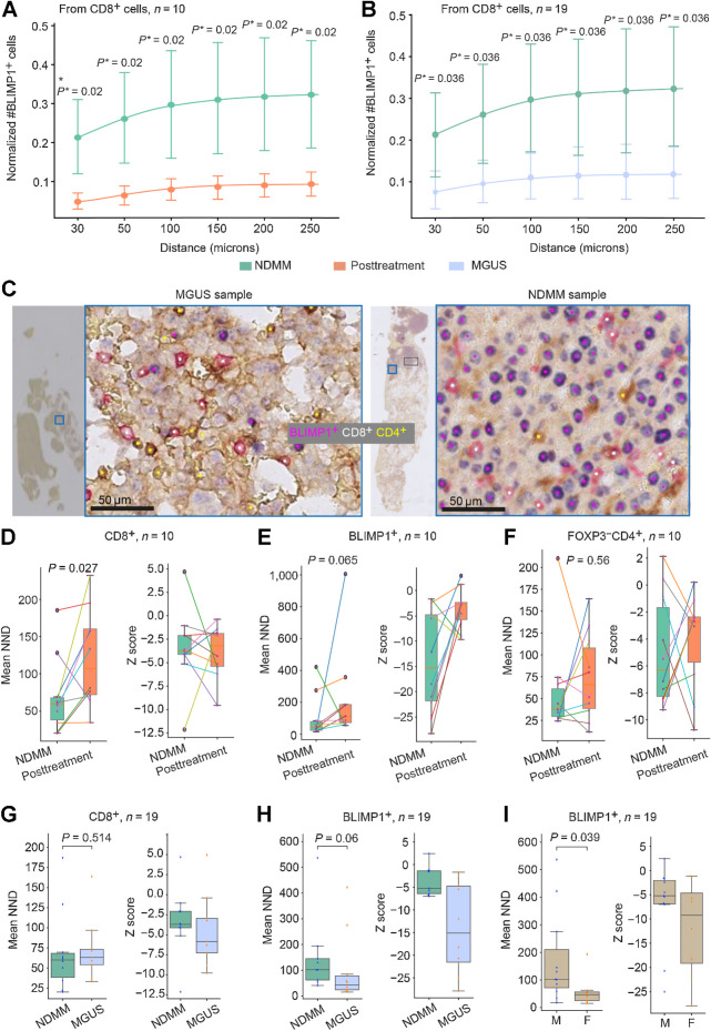 Figure 6. A and B, Spatial neighborhood of immune and tumor cells (A and B) and between MGUS and NDMM (B). The P* indicate P values after multiple testing correction using the BH method. The points represent the mean and the bars are 95% CIs, indicating uncertainty. C, Sample images showing an increased number of BLIMP1+ cells in the neighborhood with CD8+ on NDMM samples (NDMM example shown here is the same image as Fig. 5L) compared with MGUS samples. D–I, Clustered or dispersed pattern of immune and tumor cells in BM trephine sample. Box plots showing the difference in NND and Z score between NDMM and posttreatment for CD8+ cells (D), BLIMP1+ cells (E), and FOXP3−CD4+ cells (F). Box plots showing the difference in NND and Z score between NDMM and MGUS for CD8+ cells (G) and BLIMP1+ cells (H), and between male and female for BLIMP1+ cells (I). The unit of NND is μmol/L. The Z score shows the significance of the difference between the NND distribution for a given cell type from a complete spatial random distribution and the observed NND (Supplementary Materials and Methods).