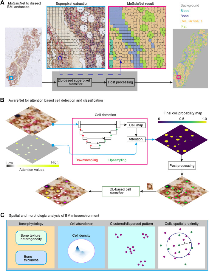 Figure 1. Overview of computational deep learning and image processing pipelines for BM MIHC images: A, MoSaicNet pipeline. The polygons (black) indicate superpixels. MoSaicNet dissects a tissue section into bone, blood, fat, and cellular tissue regions (Supplementary Materials and Methods). B, AwareNet for attention-based cell detection and classification (Supplementary Materials and Methods). The attention image pixel values were generated from the abundance of cell types. An attention image was applied to the objective function during model parameter optimization to regularize the algorithm by assigning high attention to rare cell types. The cell detection algorithm generates a cell probability map. A postprocessing algorithm was developed to find the cell nucleus center, (x, y) location, from the probability map (Supplementary Materials and Methods). A patch centered on each cell was extracted and fed to deep learning (DL)-based classifier to infer its class. C, Spatial and morphologic analysis of BM trephine samples. Bone texture and structural heterogeneity were investigated using an autoencoder-based machine learning method (Supplementary Materials and Methods). We used spatial proximity analysis to study the spatial relations of cells. r, radius. Cell density refers to the number of cells per unit of tissue area.