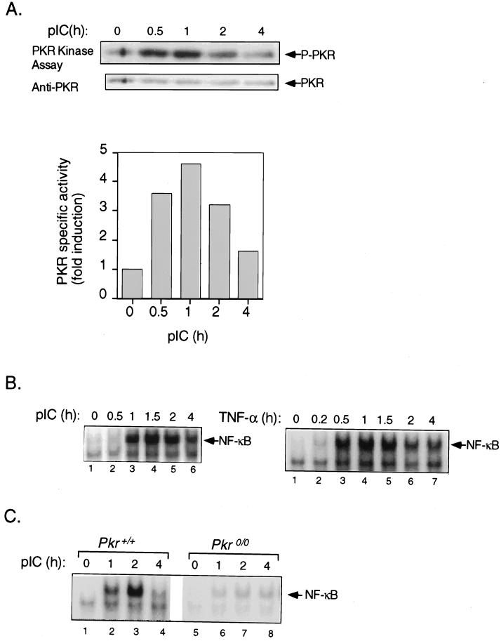 FIG. 1