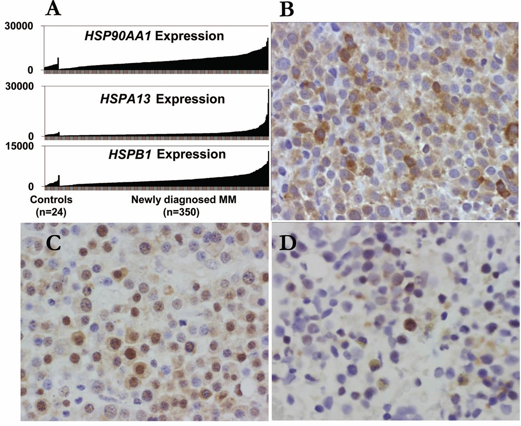 Human Heat Shock Protein-specific Cytotoxic T Lymphocytes Display 