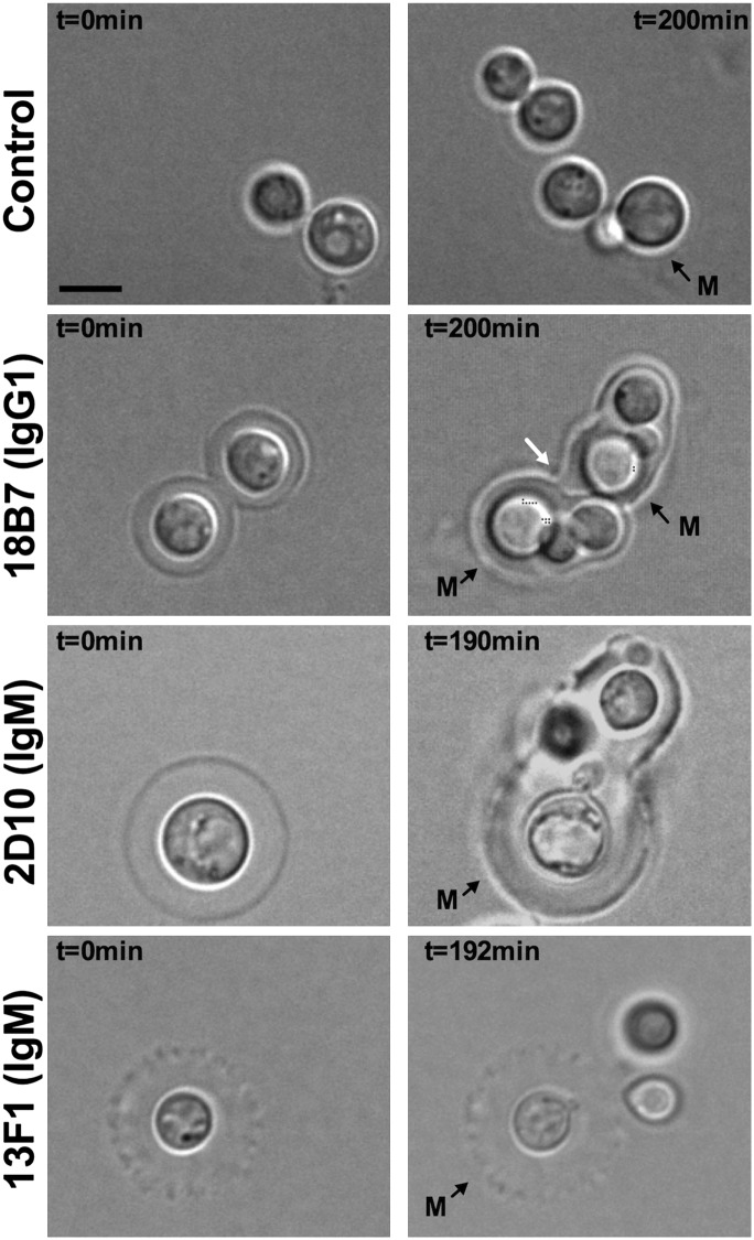 FIGURE 1.