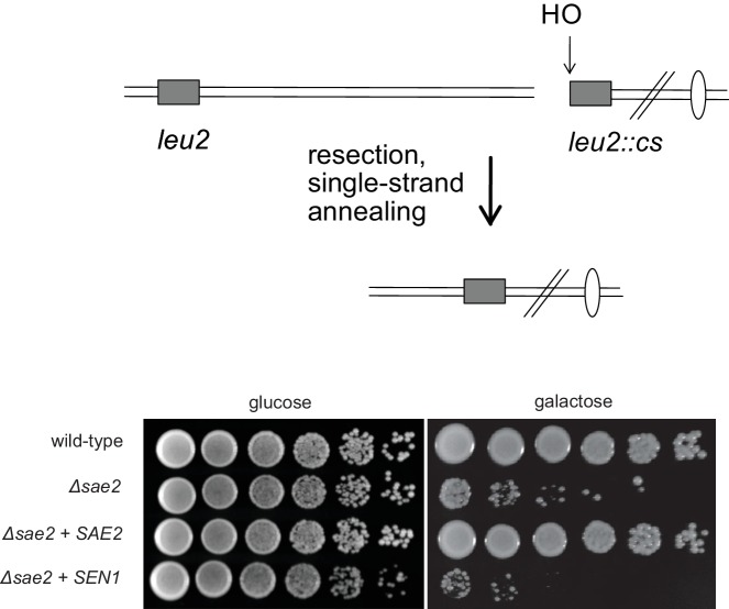 Figure 1—figure supplement 2.