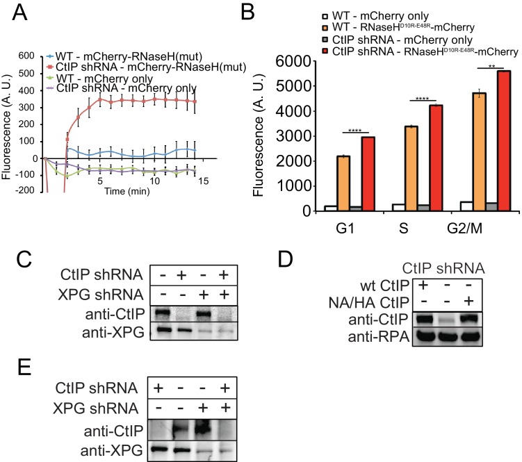 Figure 4—figure supplement 2.